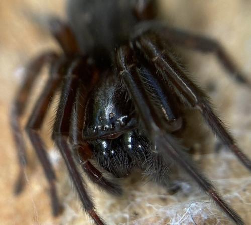 Amaurobius ferox